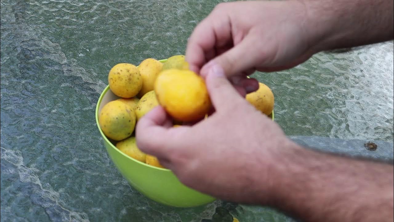 Picking Dwarf Ambarella (Spondias dulcis) Fruits Exotic Fruit Tree