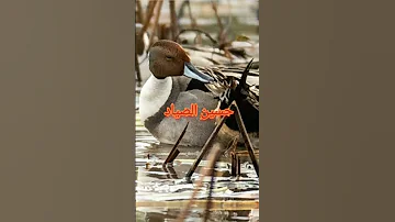 صوت طير الحر 