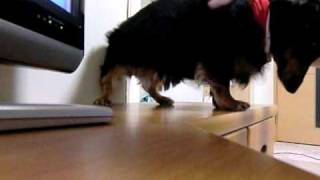 lily20100524.AVI