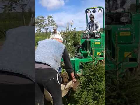 Машина для выкопки деревьев с комом
