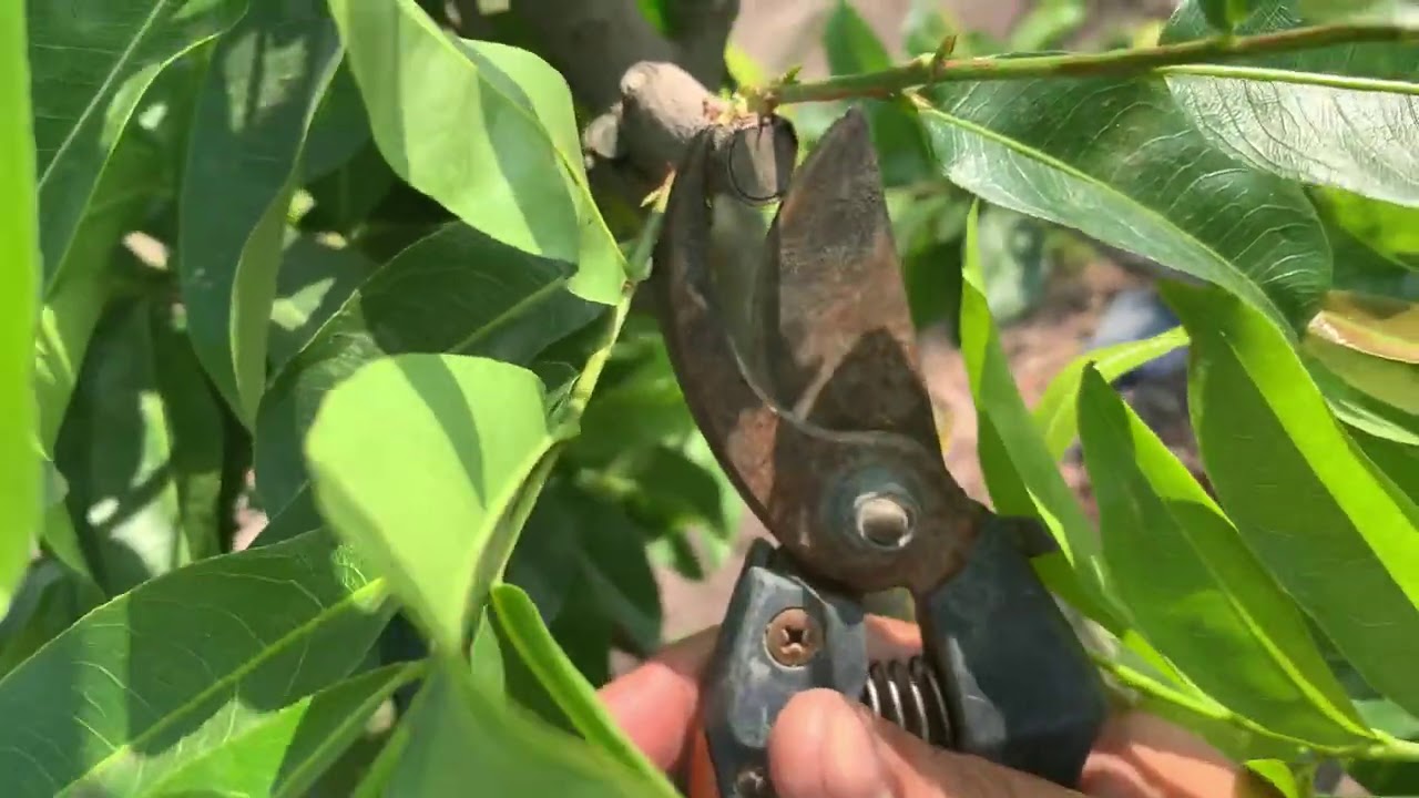 Chọn Cành Đã Phát Triển Để Tạo Dáng Đối Với Cây Mai Đã Cắt Tỉa Sau Tết (2021)