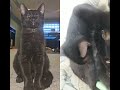 blacky #cats