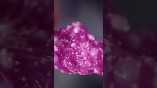 Crunch Slime ASMR | Oddly Satisfying &amp; Relaxing #shorts