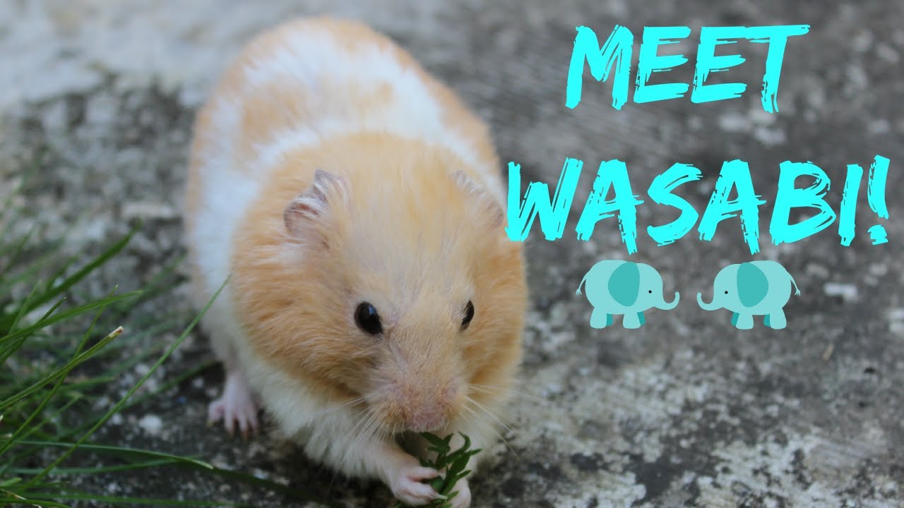 banded syrian hamster