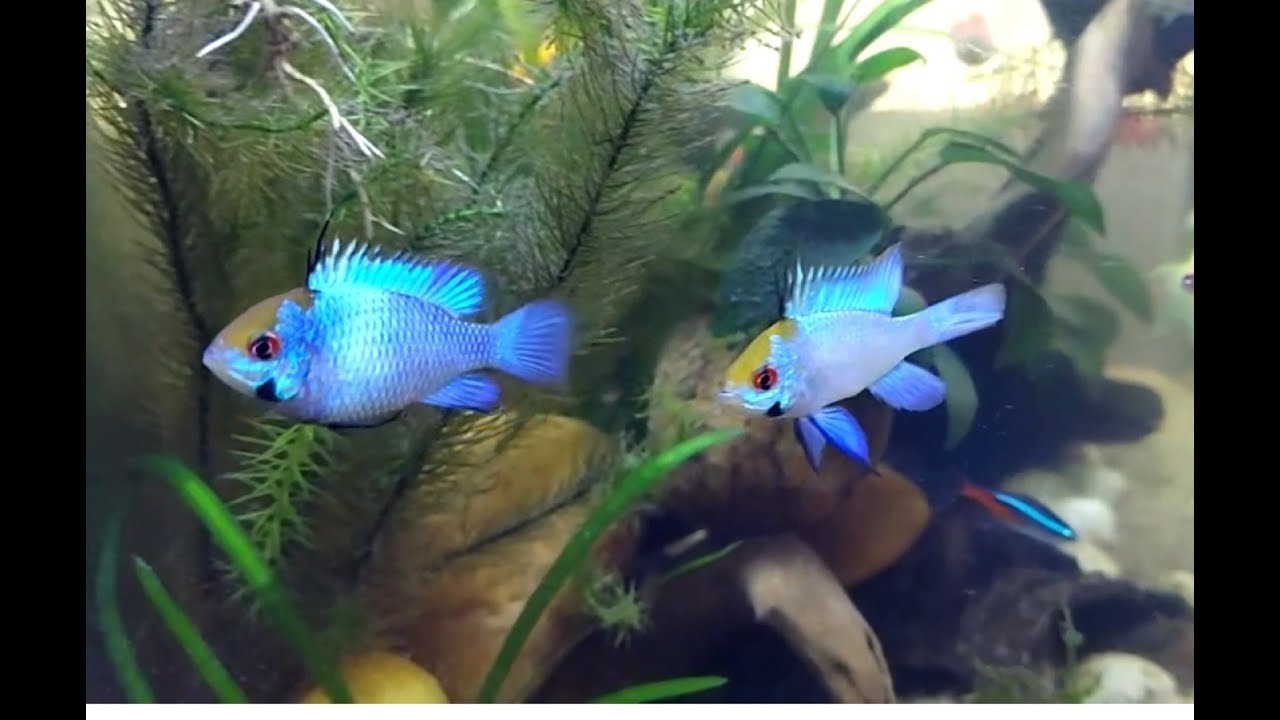Most eye-catching Electric Blue Ram pair 
