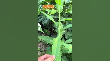 Cây bồ công anh – Vị thuốc quý hỗ trợ viêm dạ dày, gan, da liễu bạn không nên bỏ qua!