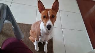 Naughty basenji - how Oringo demands for attention