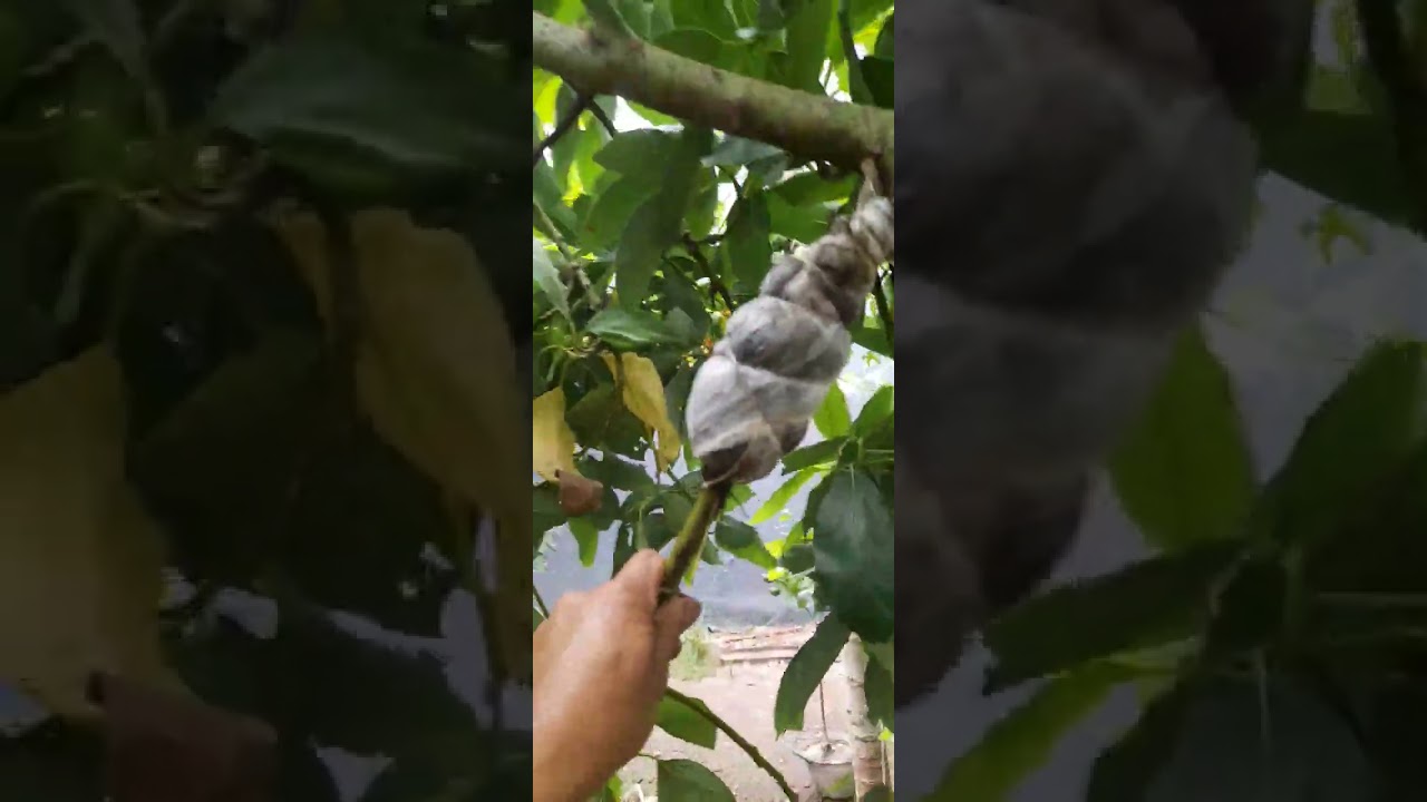 Como hacer a codo aéreo de limón,  mango y palta.