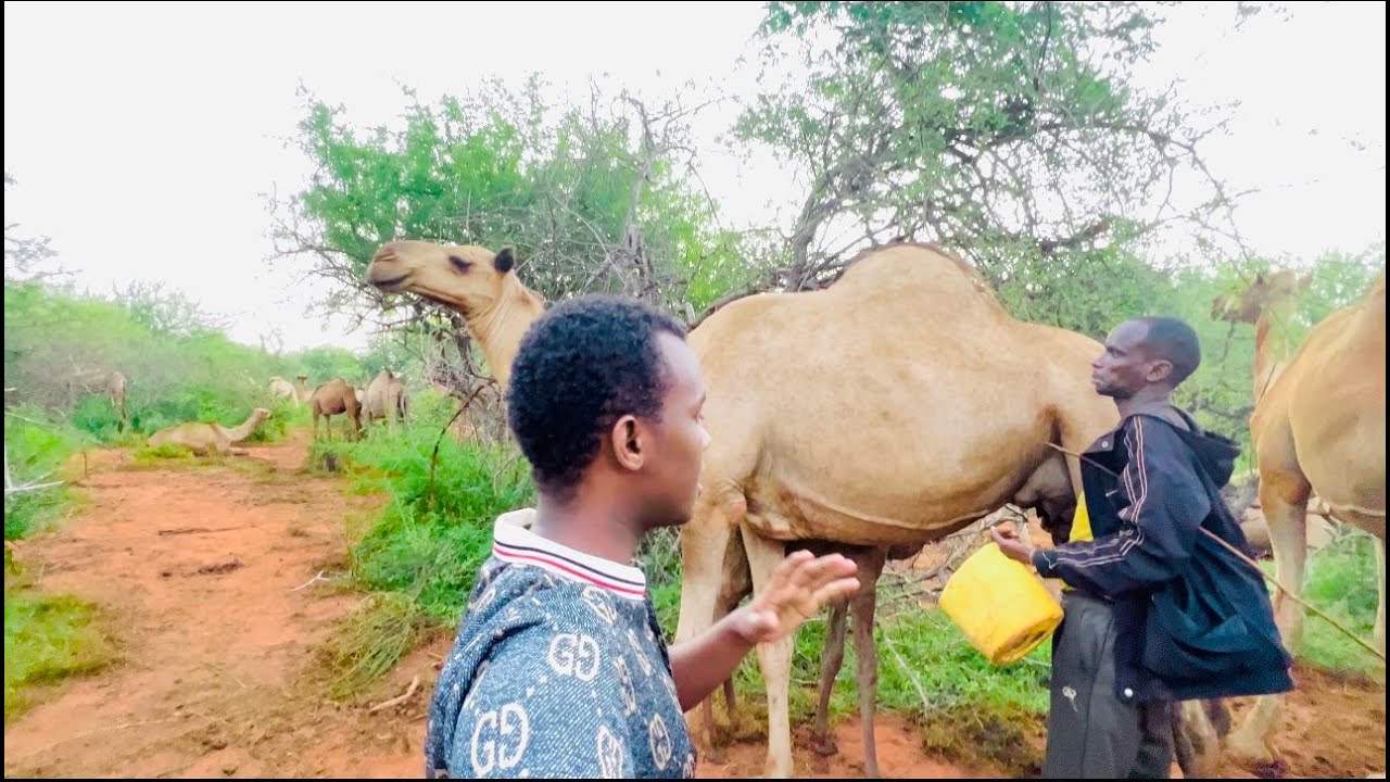 Waa Sidee Nolosha Geel Jiraha