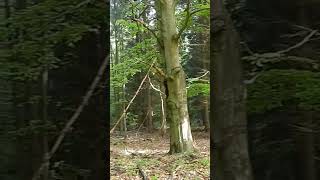 Nie wiedzą co tracą.17.05.#nature #forest #spring #morning #shorts #music #