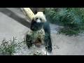 Adorable Panda Girl Qing Bao Munching Bamboo Calmly 大熊猫 260526