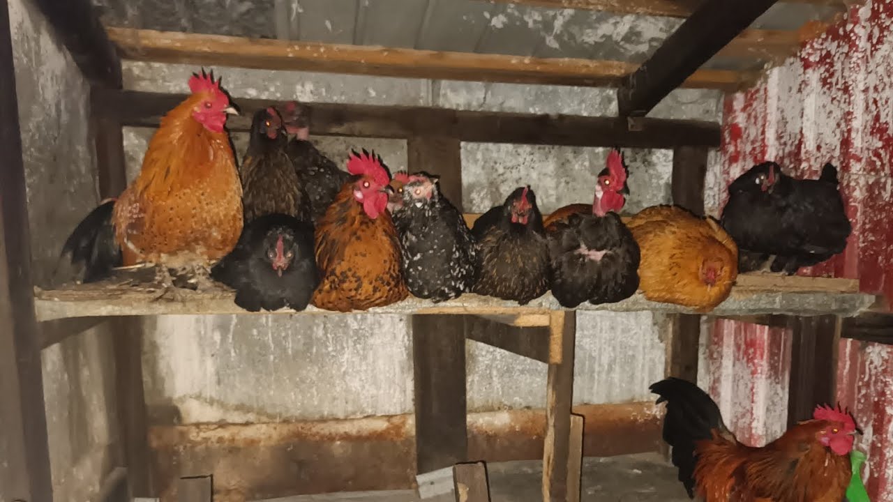 O zi an gospodarie. ❤️❤️