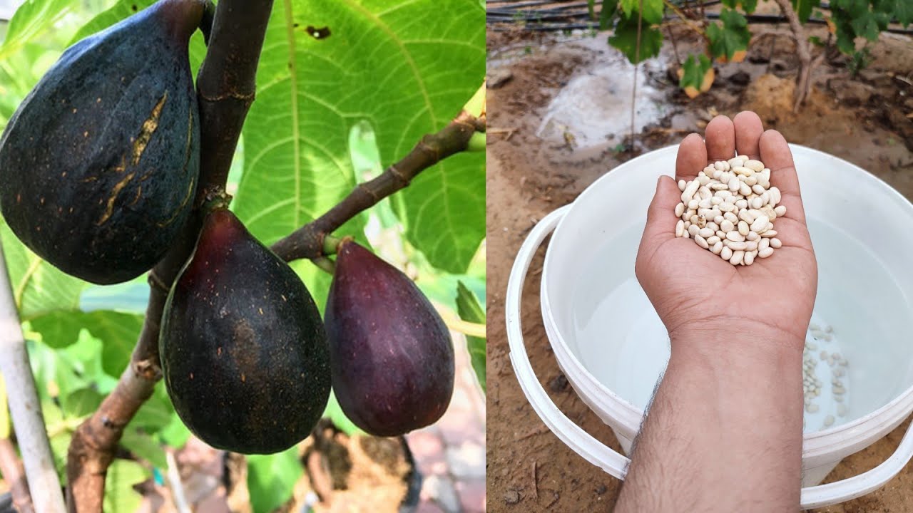 كوب واحد يغير حياة شجرة التين ويغير حياتك لزيادة ثمار شجرة التين ونموها- النتيجة سوف تفرحك !!