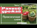 Ранний урожай. Практические шаги для достижения цели. Ч1