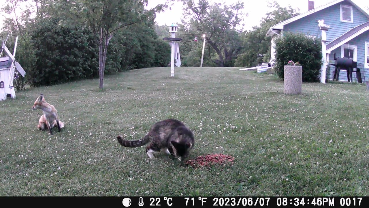 CRYPTO THE CAT VS TEZOS THE FOX