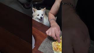 Je lui donne du khachapuri… regardez sa réaction🐶 #dog #chien #animals #shorts #viral #trending