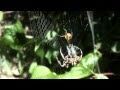 Die Gartenkreuzspinne (Araneus diadematus)