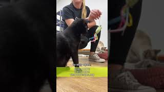 How does a nonprofit cat shelter work?