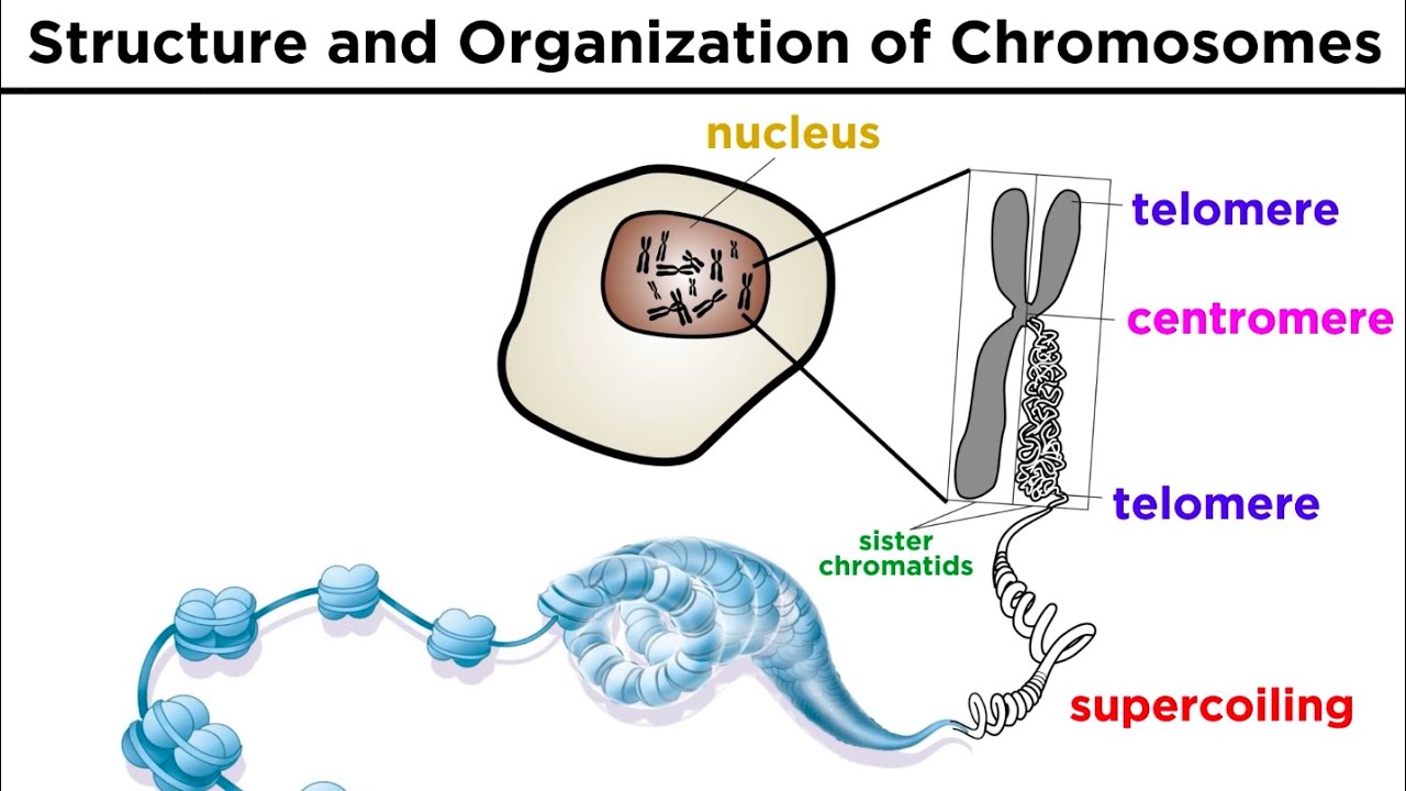 Chromosome Structure And Organization Youtube