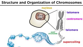Chromosome Structure and Organization
