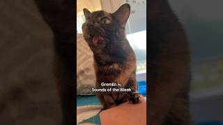 Gremlin The Blep Cat More Sounds Of The Week