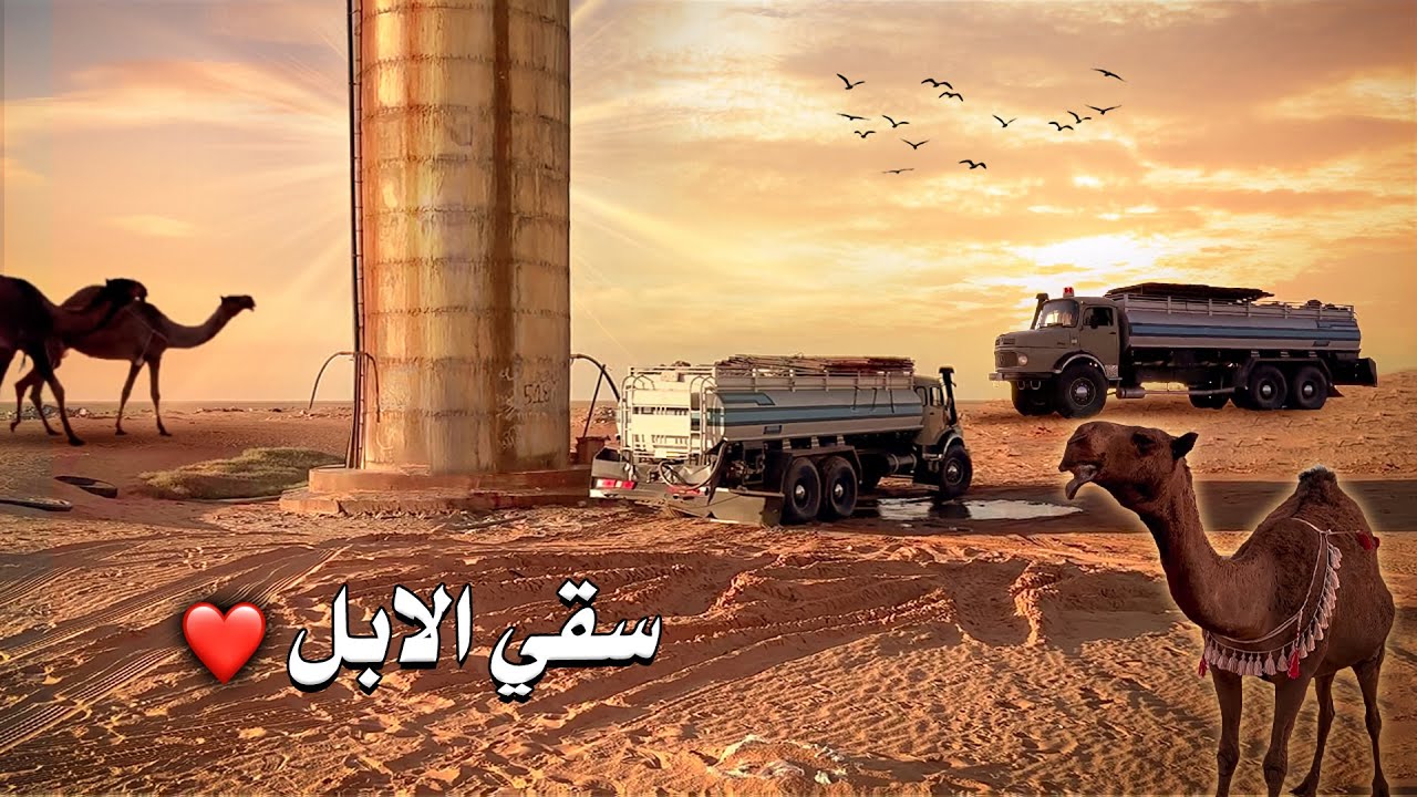 سواقة الامير ناصر للبوز في شديد الابل❤️