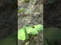 アンモナイトが入ったノジュールを探す