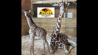 ⁣Animal Adventure Park Giraffe Cam