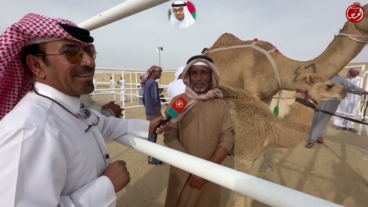 مهرجان الظفره الدورة 17 مسابقة محالب الابل العرابا