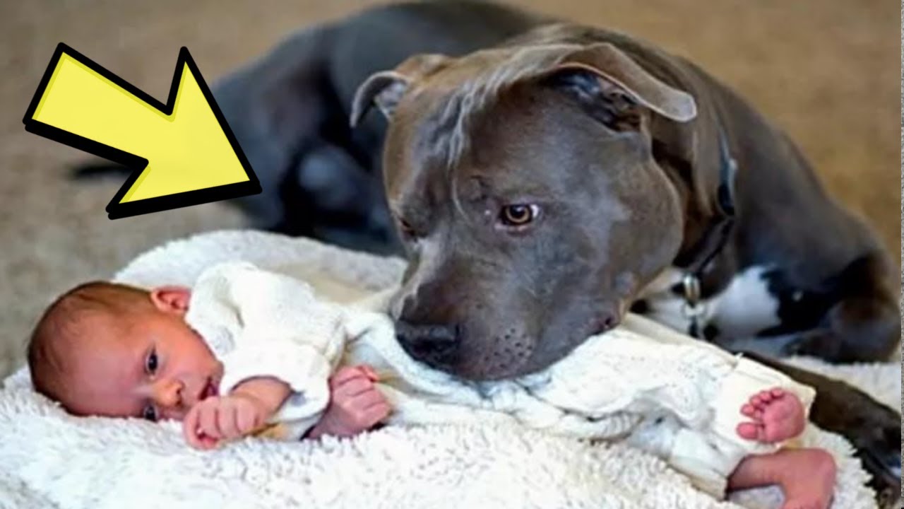 Dog Refuses To Let Baby Sleep Alone When Parents Find Out Why They Call The  Police - YouTube
