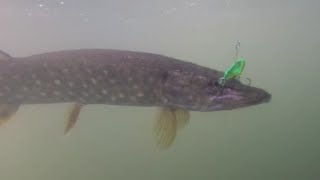 Attaques de brochet en direct vues subaquatique pêche au leurre et au vif