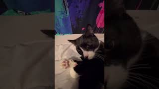 Dopey is playing with himself #2025 #catvideos