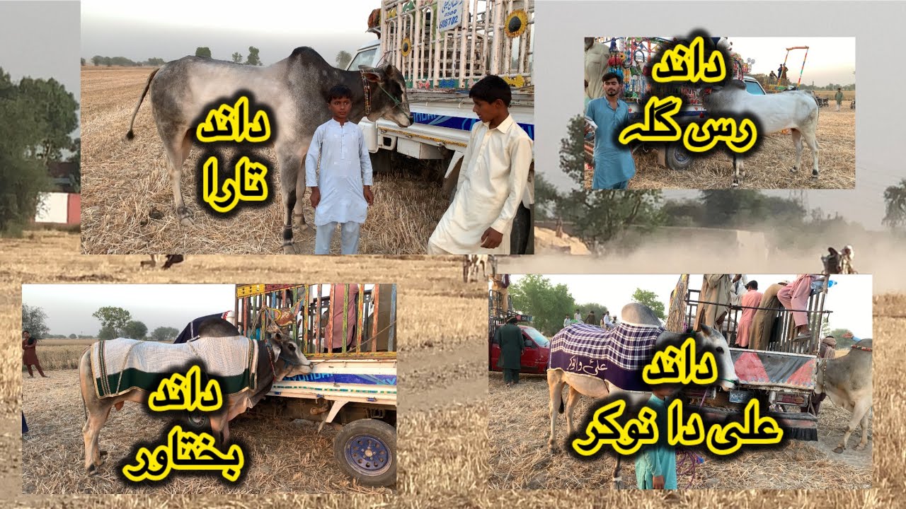 New bull race in 14 April 2025 ضلع ملتان جلسہ پیر بابا نوری لال بہت ہی ...