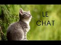 Le chat documentaire