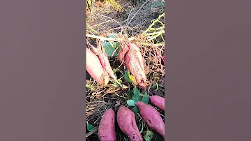 🍠 Удивила посадка батата длинными черенками 🌱 Выращивание батата #Shorts
