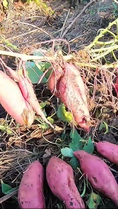 🍠 Удивила посадка батата длинными черенками 🌱 Выращивание батата # ...