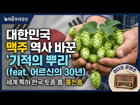 일제가 들여놓은 외국 품종이 아니다! 강원도 홍천에서 되살아난 한국 토종 홉의 자랑스러운 부활 | 놀라운라디오