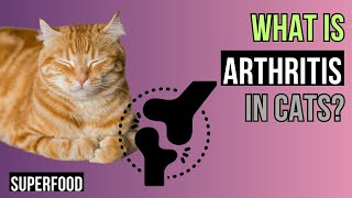 Understanding Feline Arthritis - A Comprehensive GUIDE in 7 videos by Superfoods for CATS 28 views 1 month ago 5 minutes, 51 seconds