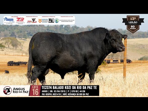 LOTE 16 - 2374 BALADO KOZI DA RIO DA PAZ TE