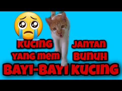 Video: Diet Vegan Hampir Membunuh Anak Kucing