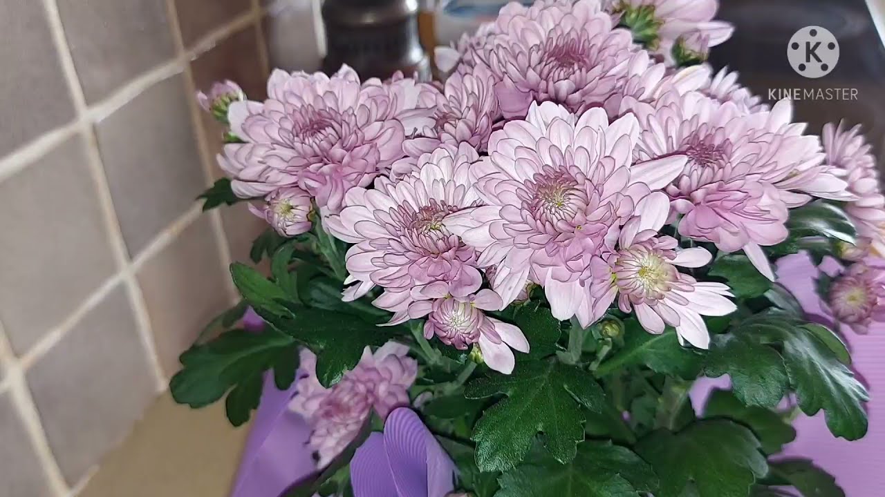 احلا طريقة طبخ السبانخ بدون لحمه