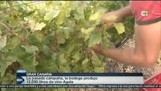 VENDIMIA EN TEJEDA | Buenos Días Canarias