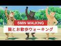 猫とお散歩🐾5分ゆるゆるウォーキング🐱
