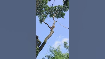 chainswa machine cutting tree branches #tree #treecutting #chainsawman #treeremoval #video #shorts
