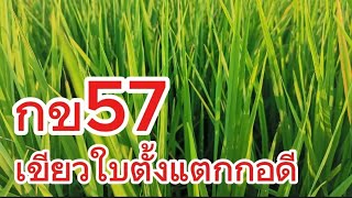 #กข57 นาป้าสำรวยคลอง7​ ใช้กิ่งทองใบหยก