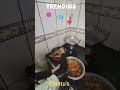 Chintus chef spl