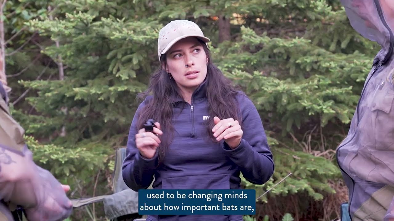 As Minnesota's bats recover from a deadly disease, DNR aims to improve important artificial roosts