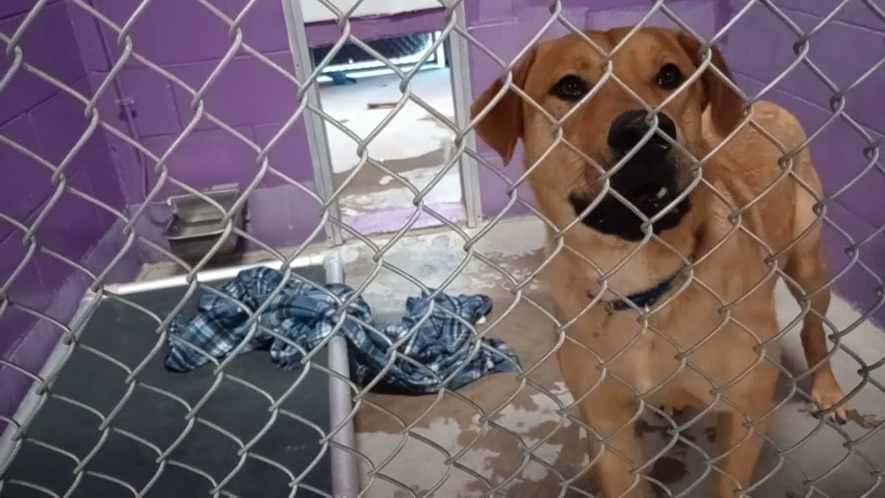 Toby 5y Pet Id 904412 kennel 26 Graham-pictured 1y Pet Id 949847 kennel 25 HSSAZ shelter 20260102276