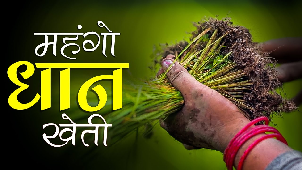 Expensive Rice Cultivation | महँगो धान खेती | Short Documentary Film | 2022