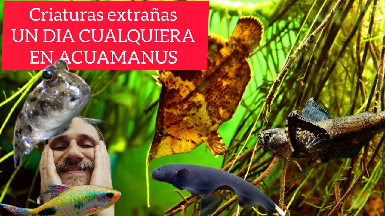 Un día cualquiera en Acuamanus #27